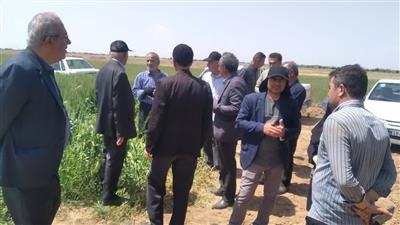 برگزاری روز مزرعه مقایسه ارقام گندم آبی در شهرستان بویین زهرا